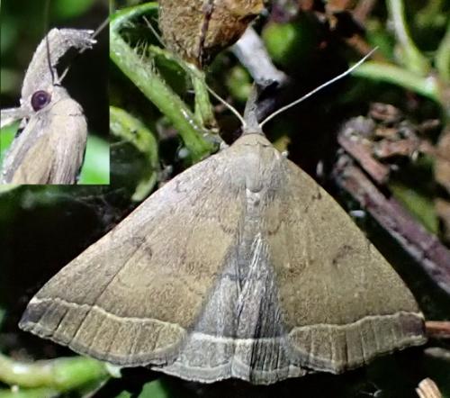 Réf. 302 711 : Pechipogo plumigeralis